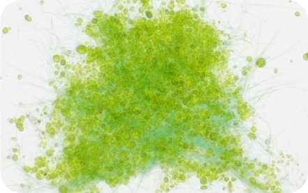 Algae Testing