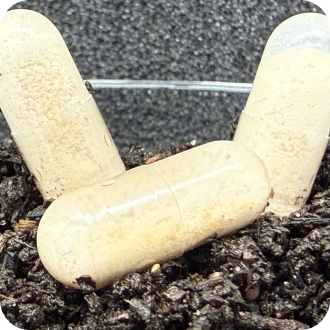 Capsule