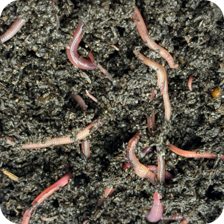 Compost
